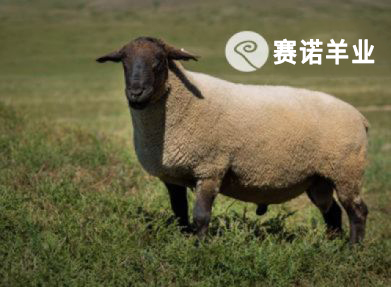 薩?？?>
                                            </a>
                                            <a href=