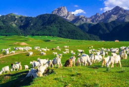 科普常識(shí)丨養(yǎng)羊就怕三個(gè)“換”，養(yǎng)殖戶切記別犯錯(cuò)！